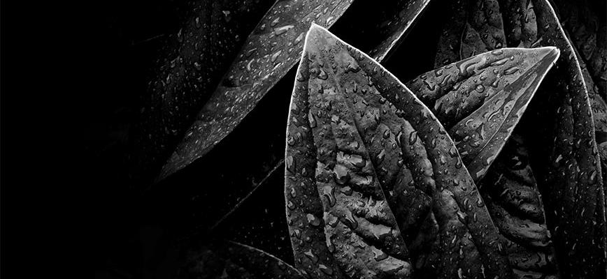 Caso Loewe Arte, fotografía y naturaleza: simbiosis perfecta en la nueva imagen del ‘packaging’ de sus perfumes