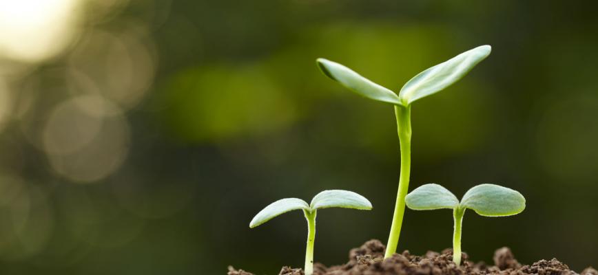David Robertson: Una tercera vía para la innovación