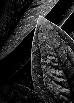 Caso Loewe Arte, fotografía y naturaleza: simbiosis perfecta en la nueva imagen del ‘packaging’ de sus perfumes