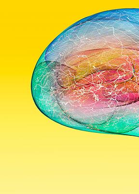 Neurociencia aplicada a la eficacia publicitaria: ¿aliadas perfectas?