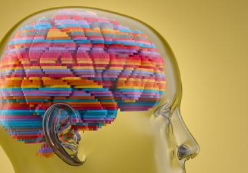 https://sandbox.harvard-deusto.com/sites/default/files/styles/article_normal/public/2022-11/foto-neurociencia.jpg?itok=hgPqXnd1&x=1748115517